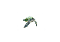Thumbnail for Sea Turtle Throw Pillow | Realistic Green Ocean Decorative Pillow | Marine Life Lover Gift